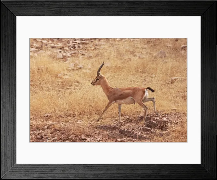Framed Print : Chinkara / Indian Gazelle, Ranthambhor National Park, India Framed Print : Chinkara / Indian Gazelle, Ranthambhor National Park, India