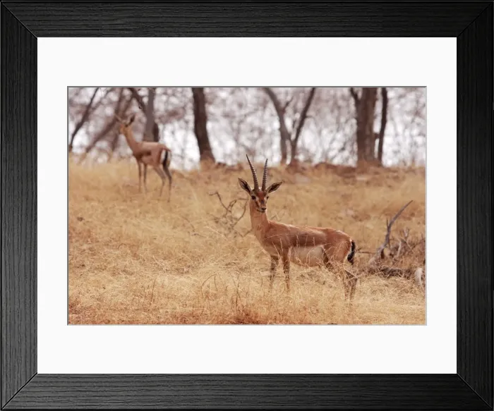 Framed Print : Chinkara / Indian Gazelle, Ranthambhor National Park, India Framed Print : Chinkara / Indian Gazelle, Ranthambhor National Park, India