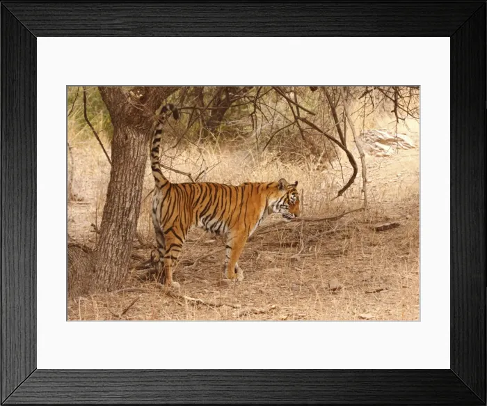 Framed Print : Royal Bengal / Indian Tiger spray-marking the territory, Ranthambhor National Park, India Framed Print : Royal Bengal / Indian Tiger spray-marking the territory, Ranthambhor National Park, India
