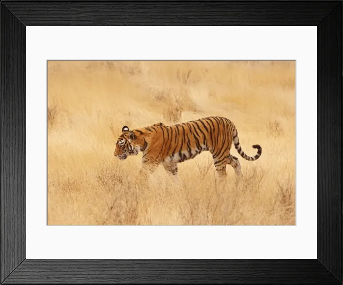 Framed Print : Royal Bengal / Indian Tiger walking around grassland. Ranthambhor National Park - India Framed Print : Royal Bengal / Indian Tiger walking around grassland. Ranthambhor National Park - India