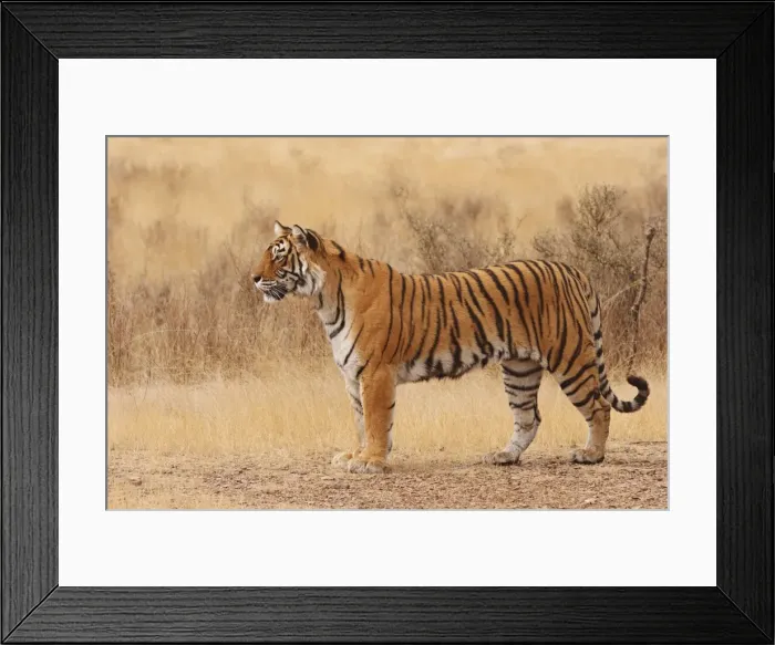 Framed Print : Royal Bengal / Indian Tiger walking around grassland. Ranthambhor National Park - India Framed Print : Royal Bengal / Indian Tiger walking around grassland. Ranthambhor National Park - India