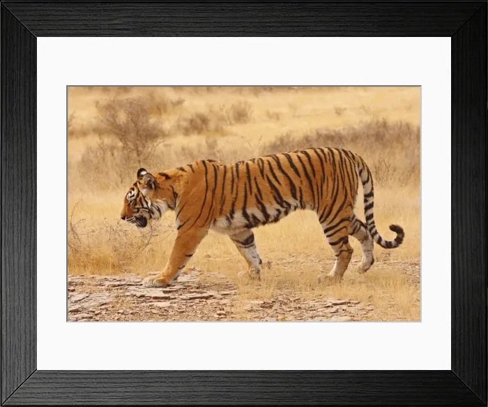Framed Print : Royal Bengal / Indian Tiger walking around grassland. Ranthambhor National Park - India Framed Print : Royal Bengal / Indian Tiger walking around grassland. Ranthambhor National Park - India