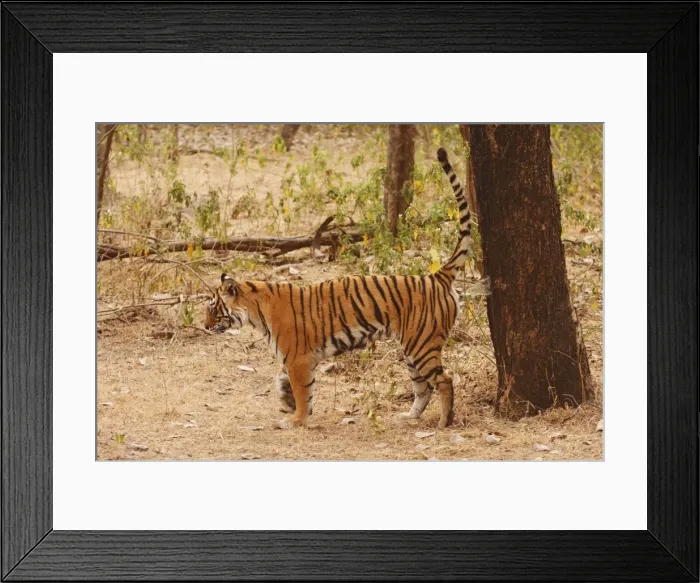 Framed Print : Royal Bengal Tiger spray-marking the territory, Ranthambhor National Park, India Framed Print : Royal Bengal Tiger spray-marking the territory, Ranthambhor National Park, India