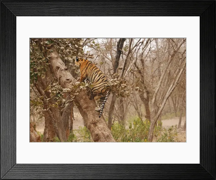 Framed Print : Royal Bengal / Indian Tiger climbing up the tree, Ranthambhor National Park, India Framed Print : Royal Bengal / Indian Tiger climbing up the tree, Ranthambhor National Park, India