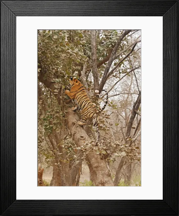Framed Print : Royal Bengal / Indian Tiger climbing up the tree, Ranthambhor National Park, India Framed Print : Royal Bengal / Indian Tiger climbing up the tree, Ranthambhor National Park, India