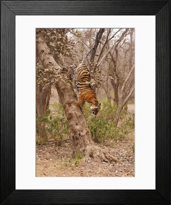 Framed Print : Royal Bengal / Indian Tiger climbing down the tree, Ranthambhor National Park, India Framed Print : Royal Bengal / Indian Tiger climbing down the tree, Ranthambhor National Park, India