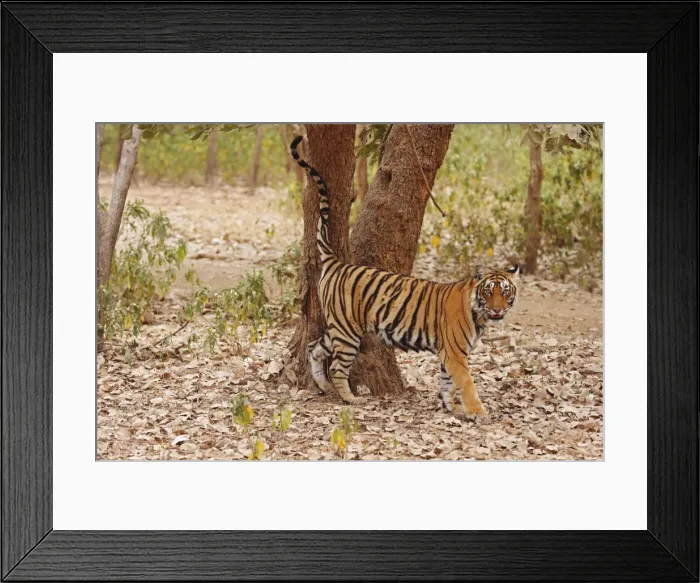 Framed Print : Royal Bengal / Indian Tiger spray-marking the tree, Ranthambhor National Park, India Framed Print : Royal Bengal / Indian Tiger spray-marking the tree, Ranthambhor National Park, India