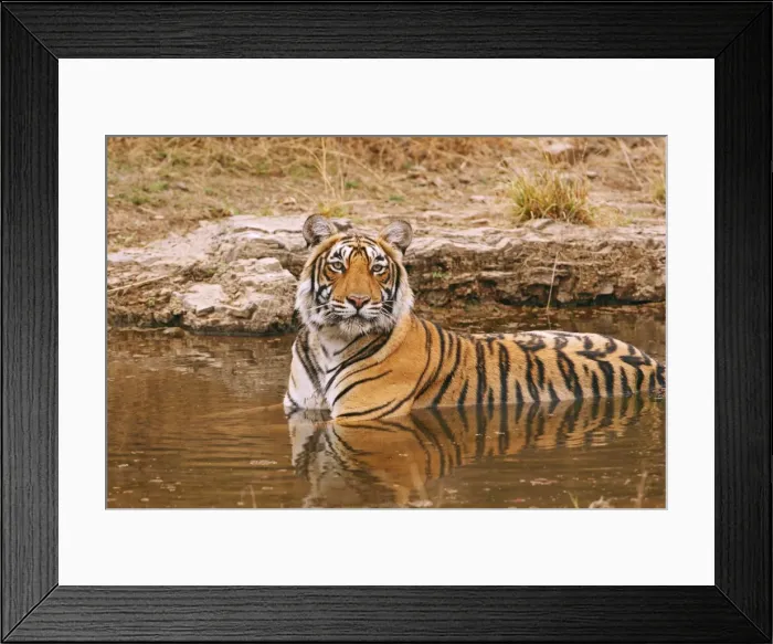 Framed Print : Royal Bengal / Indian Tiger in the jungle pond, Ranthambhor National Park, India Framed Print : Royal Bengal / Indian Tiger in the jungle pond, Ranthambhor National Park, India
