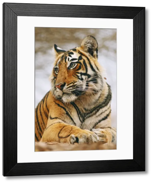 Framed Print : Royal Bengal / Indian Tiger on rock - a portrait, Ranthambhor National Park, India Framed Print : Royal Bengal / Indian Tiger on rock - a portrait, Ranthambhor National Park, India