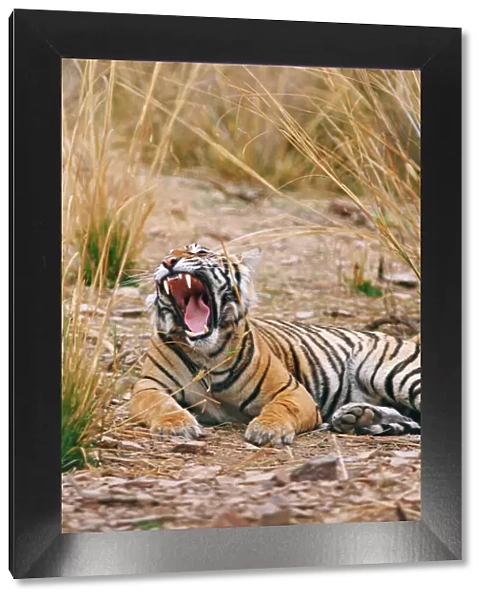 Royal Bengal  /  Indian Tiger yawning, Ranthambhor National Park, India