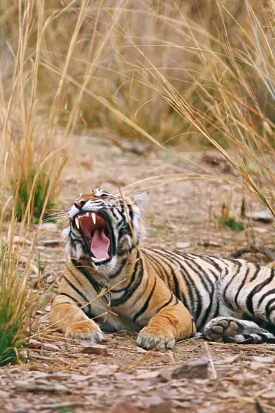 Royal Bengal  /  Indian Tiger yawning, Ranthambhor National Park, India
