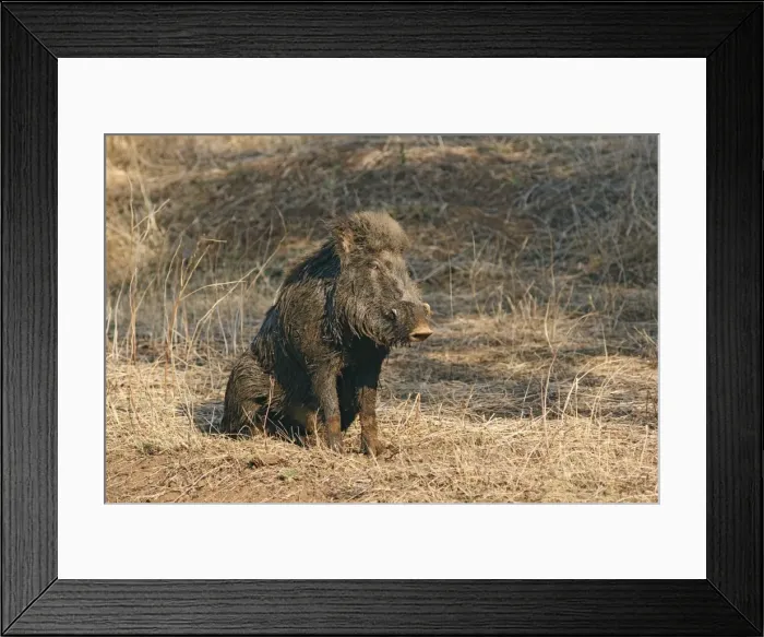 Framed Print : Mud-wallowing Wild Boar, Ranthambhor National Park, India