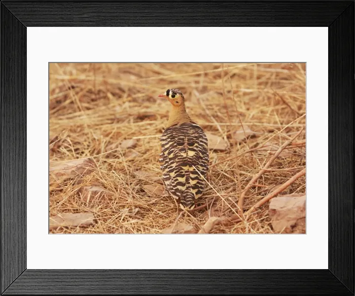 Framed Print : Painted Sandgrouse Ranthambhor National Park, India Framed Print : Painted Sandgrouse Ranthambhor National Park, India