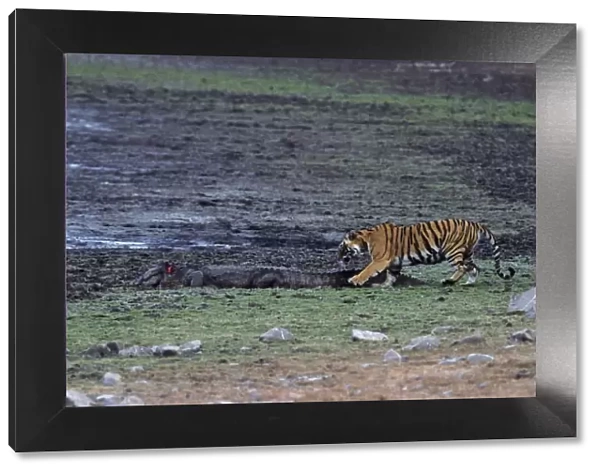 Indian  /  Bengal Tiger - testing the Marsh Crocodile injured by her the previous day Ranthambhor National Park-INDIA