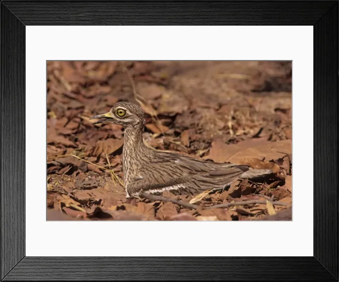 Framed Print : Stone Curlew - at nest, Bandhavgarh National Park, India Framed Print : Stone Curlew - at nest, Bandhavgarh National Park, India