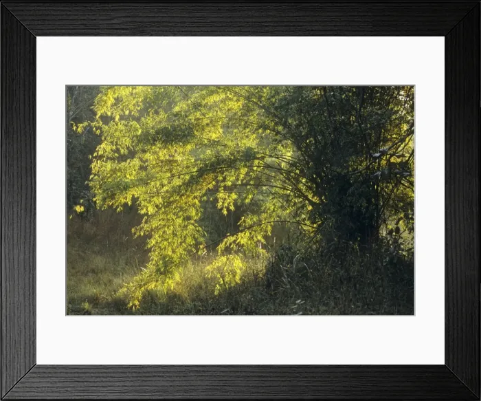Framed Print : Portriat of a Bamboo tree, Bandhavgarh National Park, India Framed Print : Portriat of a Bamboo tree, Bandhavgarh National Park, India