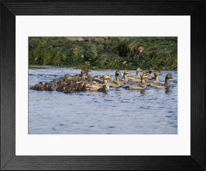 Framed Print : Common Eider Duck - adults with young New England coast Framed Print : Common Eider Duck - adults with young New England coast