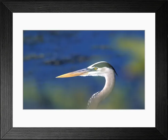 Framed Print : Great Blue Heron - closeup of head through leaves-South Venice, Florida, USA Framed Print : Great Blue Heron - closeup of head through leaves-South Venice, Florida, USA