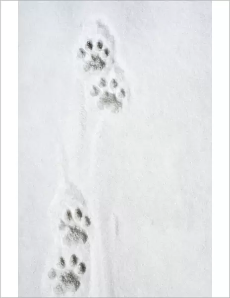 Snow Leopard Tracks - 12. 000 ft Jammu & Kashmir, India. Digital Manipulation: removed boot print