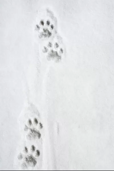 Snow Leopard Tracks - 12. 000 ft Jammu & Kashmir, India. Digital Manipulation: removed boot print