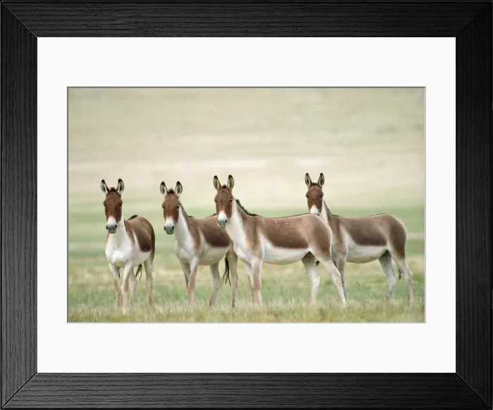 Framed Print : Tibetan Wild Ass Ladakh India Framed Print : Tibetan Wild Ass Ladakh India