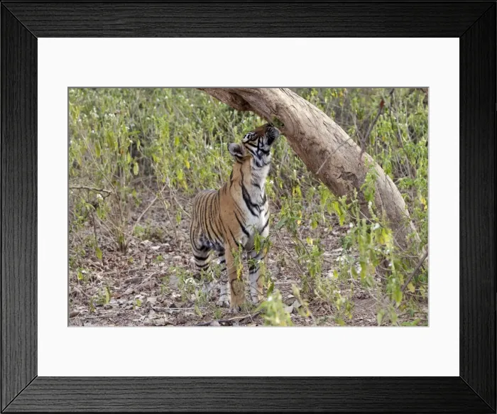 Framed Print : Tiger - cub sniffing tree - Sequence 1 of 4 - Sniffing scent mark and then adding own scent to spot Framed Print : Tiger - cub sniffing tree - Sequence 1 of 4 - Sniffing scent mark and then adding own scent to spot