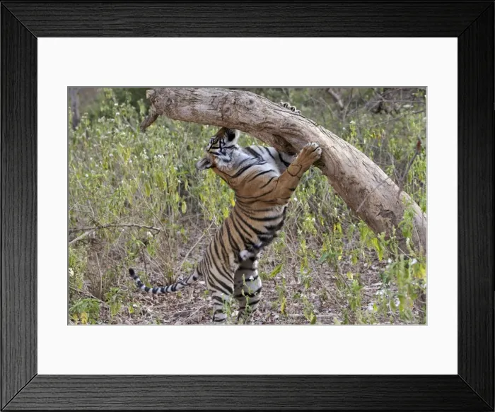 Framed Print : Tiger - cub sniffing tree - NB unsheathed claws - Sequence 2 of 4 - Sniffing scent mark and then adding own scent to spot Framed Print : Tiger - cub sniffing tree - NB unsheathed claws - Sequence 2 of 4 - Sniffing scent mark and then adding own scent to spot