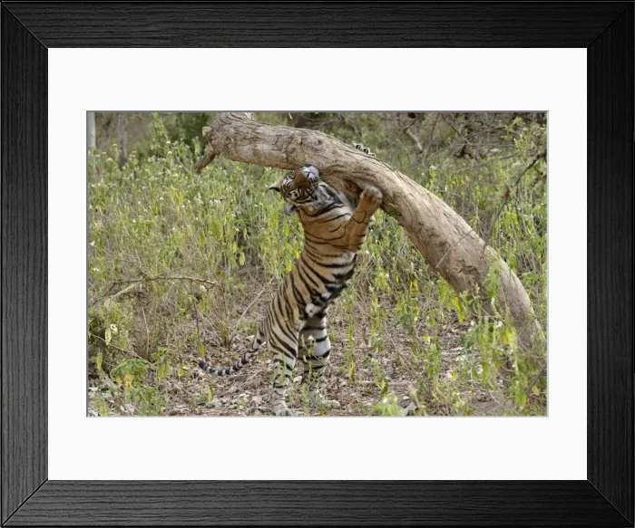 Framed Print : Tiger - Female cub scent-marking rubbing face - NB extended claws of far paw - Sequence 3 of 4 - Sniffing scent mark and then adding own scent to spot Framed Print : Tiger - Female cub scent-marking rubbing face - NB extended claws of far paw - Sequence 3 of 4 - Sniffing scent mark and then adding own scent to spot