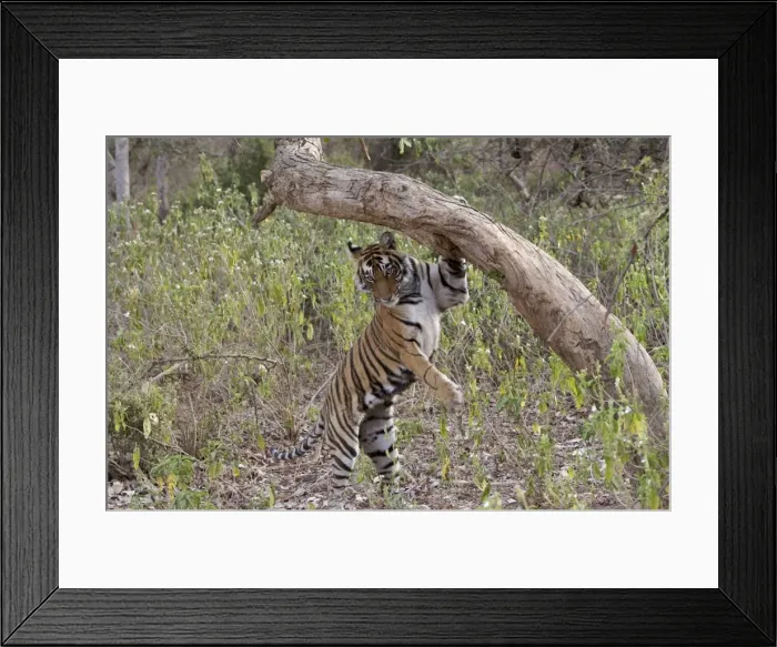 Framed Print : Tiger - Female cub descending after sniffing and scent-marking a tree - Sequence 4 of 4 - Sniffing scent mark and then adding own scent to spot Framed Print : Tiger - Female cub descending after sniffing and scent-marking a tree - Sequence 4 of 4 - Sniffing scent mark and then adding own scent to spot