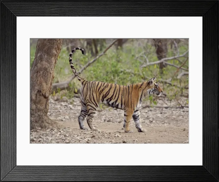 Framed Print : Bengal tiger - Female cub scent-marking tree Framed Print : Bengal tiger - Female cub scent-marking tree