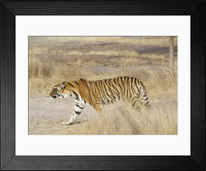 Framed Print : Bengal Tigress - Large cub; going into a stalk approaching sibling Framed Print : Bengal Tigress - Large cub; going into a stalk approaching sibling