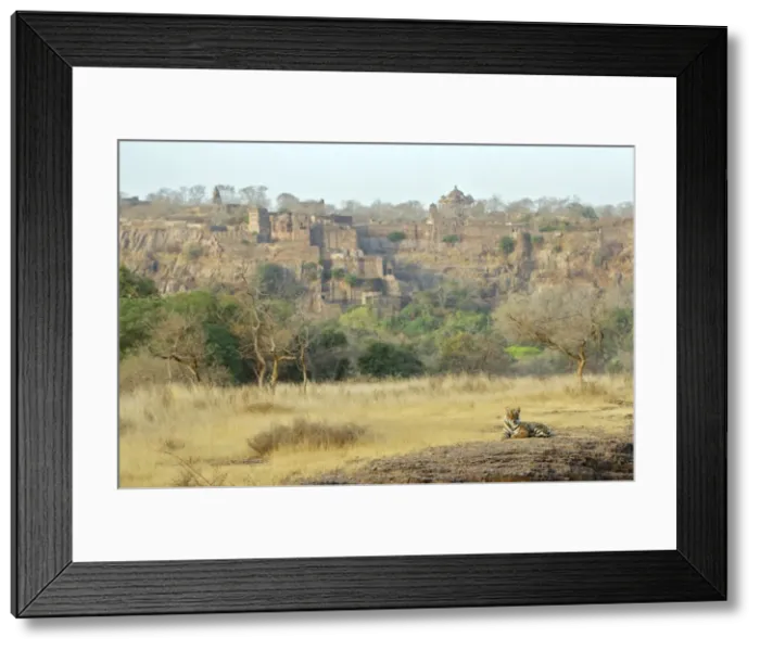 Framed Print : Bengal tiger - Lying down - Ranthambhore fort Framed Print : Bengal tiger - Lying down - Ranthambhore fort