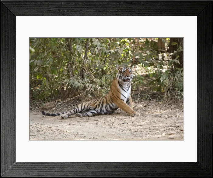 Framed Print : Bengal Tigress - Lying down - Ranthambhore Framed Print : Bengal Tigress - Lying down - Ranthambhore