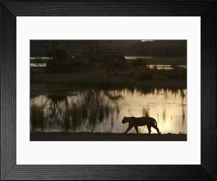 Framed Print : Tiger by Padam Talao at sunset - Ranthambhore Framed Print : Tiger by Padam Talao at sunset - Ranthambhore