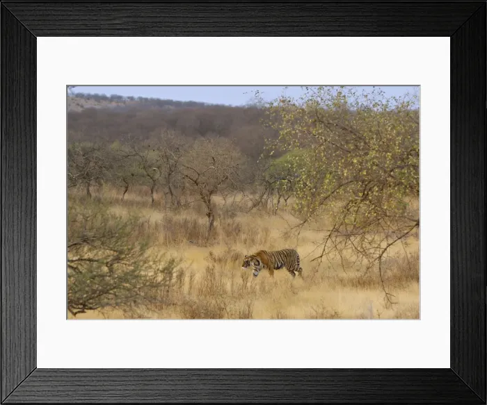 Framed Print : Tiger in dry forest habitat - Ranthambhore National Park - Rajasthan - Dry season Framed Print : Tiger in dry forest habitat - Ranthambhore National Park - Rajasthan - Dry season