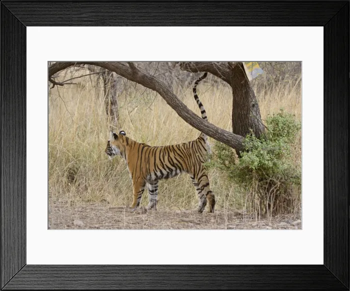 Framed Print : Bengal tiger - Cub scent-marking tree - Ranthambhore Framed Print : Bengal tiger - Cub scent-marking tree - Ranthambhore