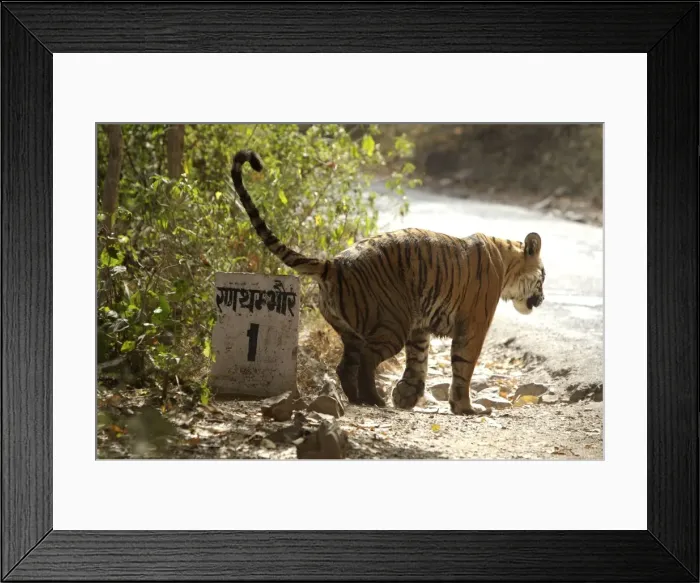 Framed Print : Bengal tigress marking the kilometre post - Hindi sign reads: Ranthambhore 1 Framed Print : Bengal tigress marking the kilometre post - Hindi sign reads: Ranthambhore 1