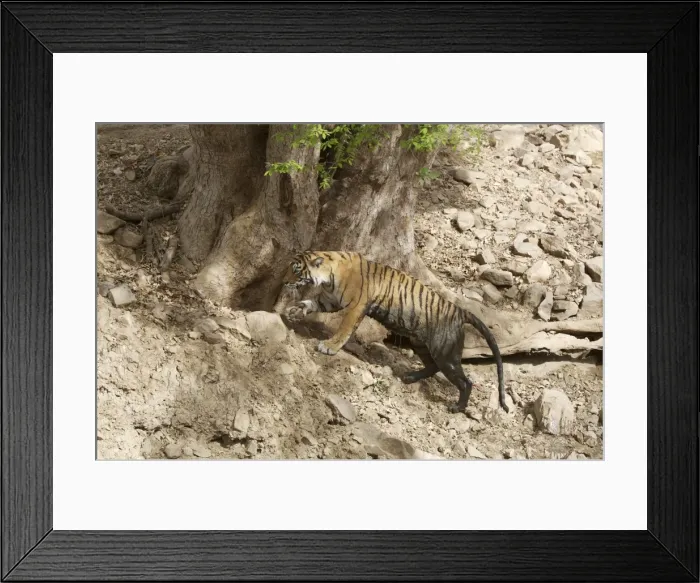 Framed Print : Bengal Tiger - Tigress dirty after lying in a pool Framed Print : Bengal Tiger - Tigress dirty after lying in a pool