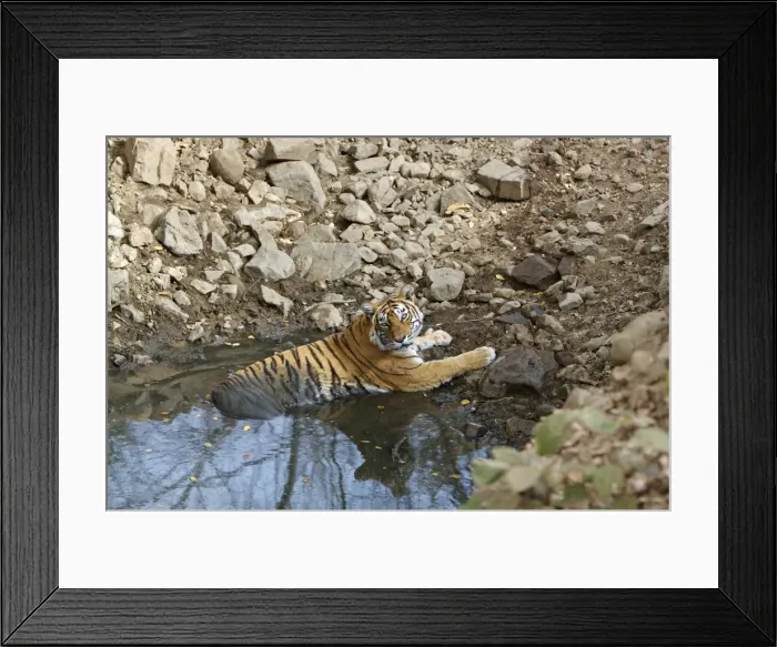 Framed Print : Bengal Tiger - Tigress lying in a pool cooling off - Ranthambhore Framed Print : Bengal Tiger - Tigress lying in a pool cooling off - Ranthambhore