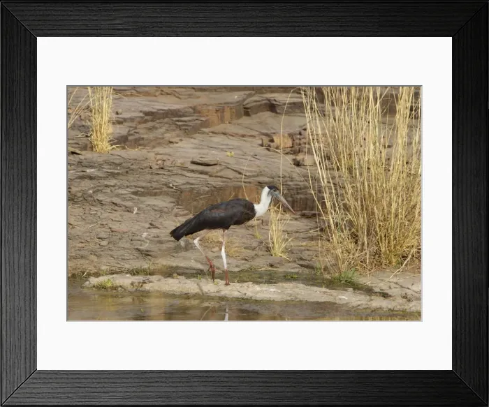 Framed Print : Woolly-necked stork - Ranthambhore Framed Print : Woolly-necked stork - Ranthambhore