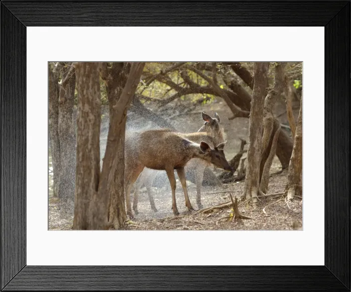 Framed Print : Sambar - Shaking water off after emerging from feeding in deep pool - Ranthambhore Framed Print : Sambar - Shaking water off after emerging from feeding in deep pool - Ranthambhore