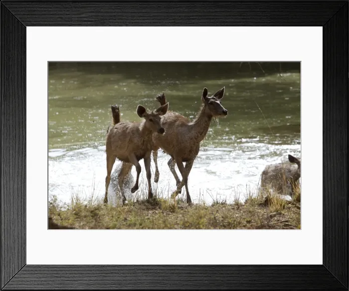 Framed Print : Sambar disturbed from aquatic feeding - Ranthambhore Framed Print : Sambar disturbed from aquatic feeding - Ranthambhore