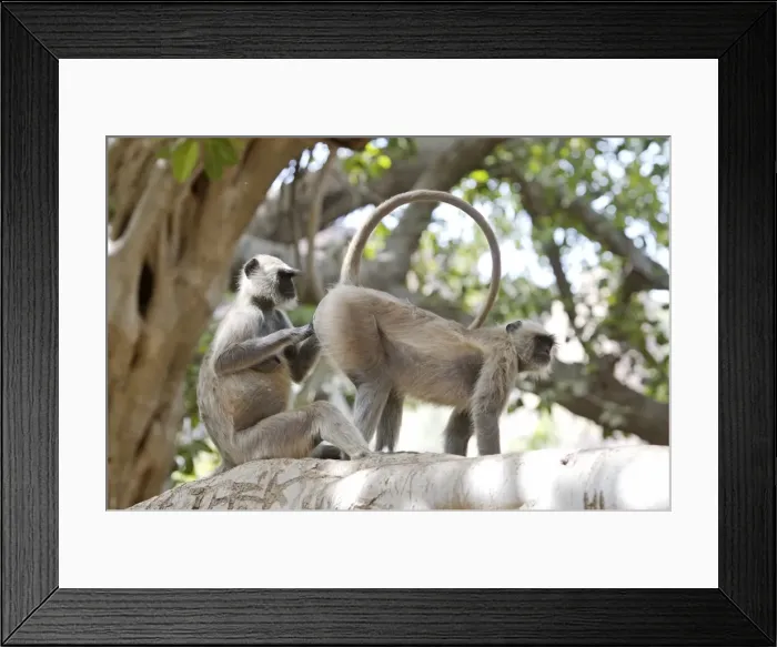 Framed Print : Grey / Common langur - Grooming - Ranthambhore Framed Print : Grey / Common langur - Grooming - Ranthambhore