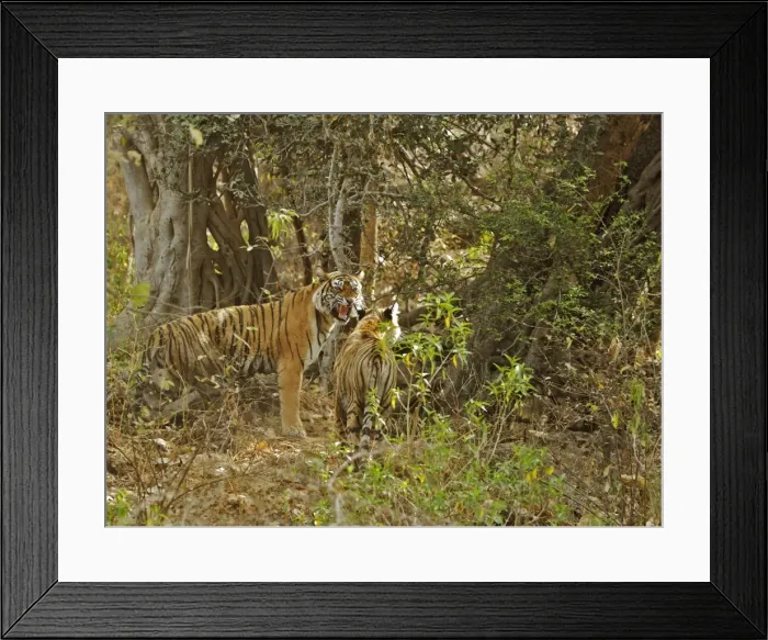 Framed Print : Tigress and cub - Tigress interacts with her cub - NB her two missing canines - Ranthambhore Framed Print : Tigress and cub - Tigress interacts with her cub - NB her two missing canines - Ranthambhore