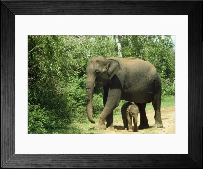 Framed Print : Asian Elephant - mother & baby Sri Lanka