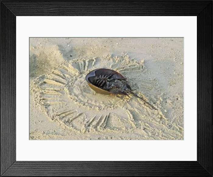 Framed Print : Horseshoe Crab - on back, often found on beach after tide recedes. Reeds Beach, New Jersey, USA Framed Print : Horseshoe Crab - on back, often found on beach after tide recedes. Reeds Beach, New Jersey, USA