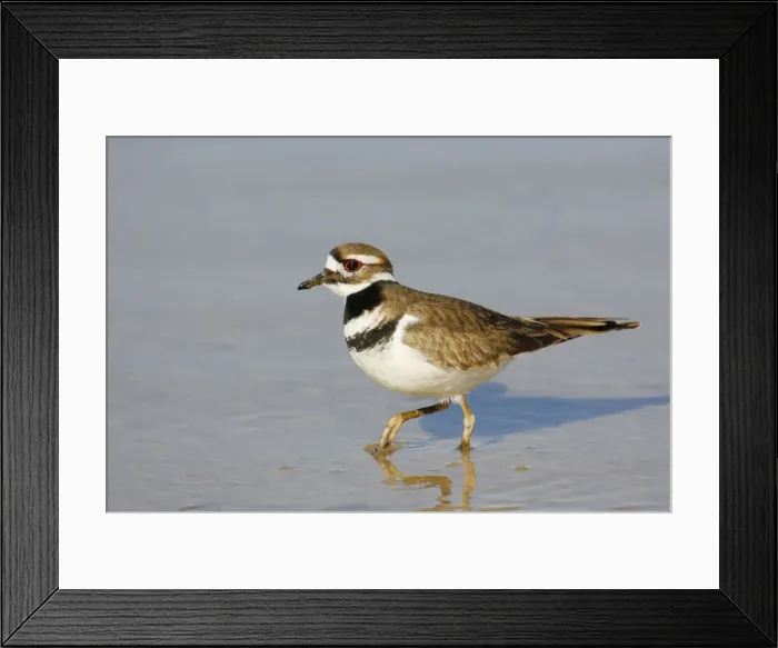Framed Print : Killdeer. JZ-2273. Killdeer. USA. Charadrius vociferus Framed Print : Killdeer. JZ-2273. Killdeer. USA. Charadrius vociferus