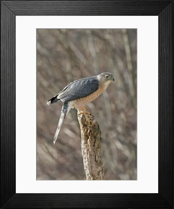 Framed Print : Cooper's Hawk - adult Hamden, Connecticut, USA