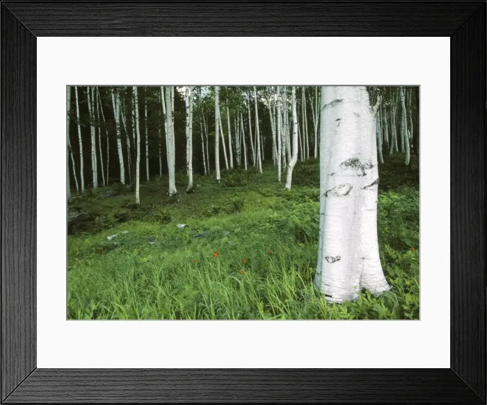 Framed Print : White Birch forest. Acadia National Park in Maine, USA Framed Print : White Birch forest. Acadia National Park in Maine, USA