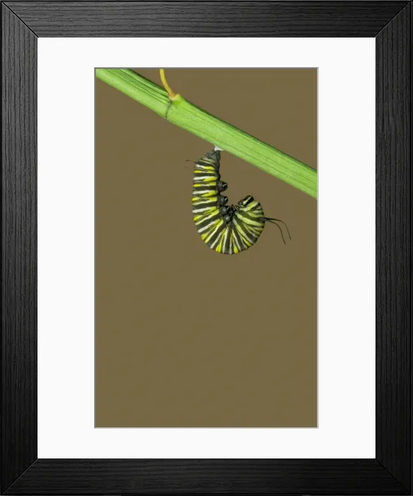 Framed Print : Monarch Butterfly Caterpillar - Hatching sequence 1 of 6 Framed Print : Monarch Butterfly Caterpillar - Hatching sequence 1 of 6
